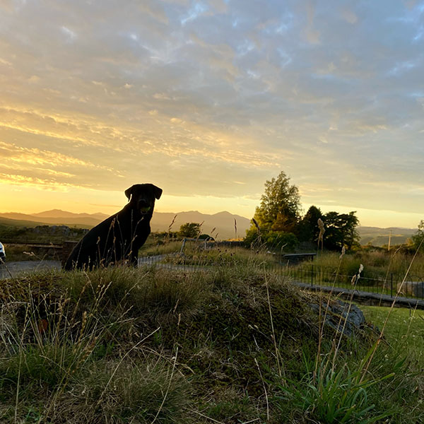 Dog friendly holiday cottage